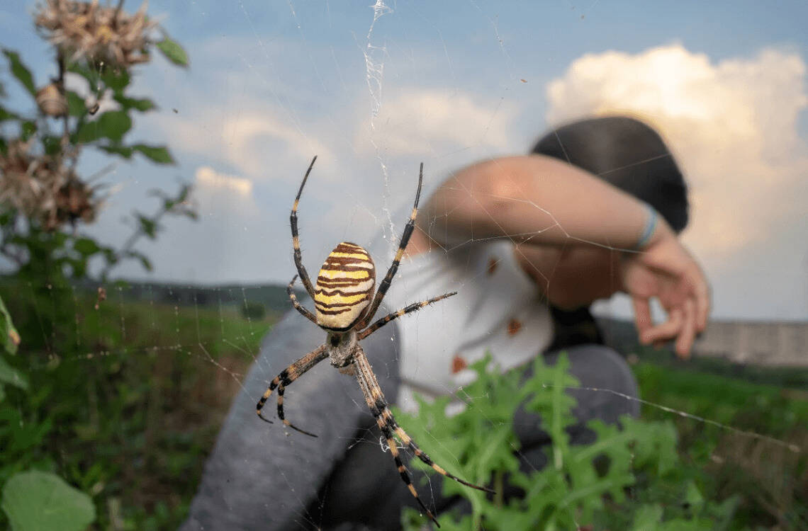 Entomofobi ( Böcek Korkusu) Nedir, Belirtileri Nelerdir? 